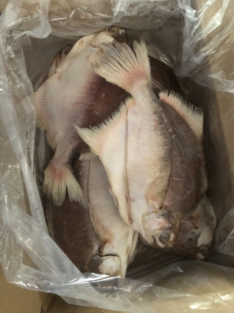 角鲳鱼鲳鱼批发便宜鲳鱼角鲳批发海水鲳鱼角鲳