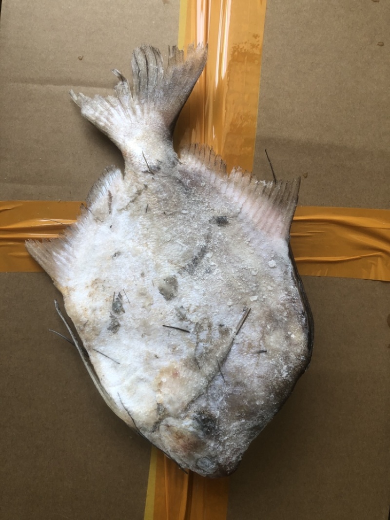 角鲳鱼鲳鱼批发便宜鲳鱼角鲳批发海水鲳鱼角鲳