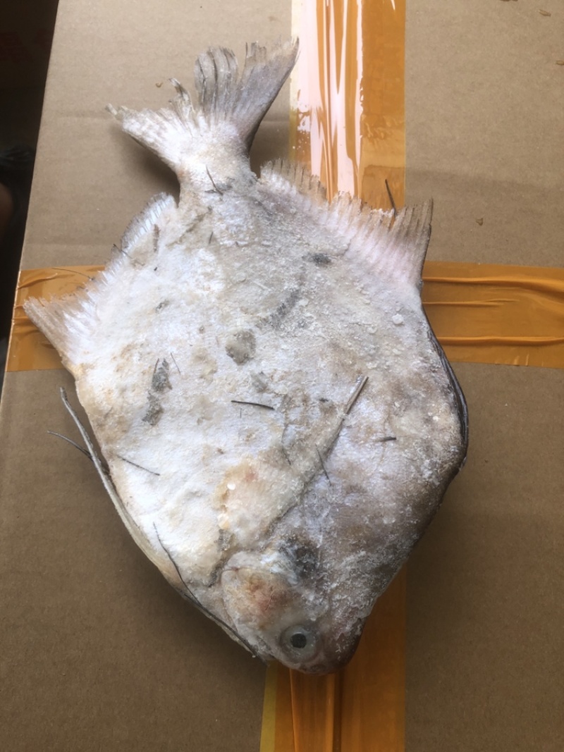 角鲳鱼鲳鱼批发便宜鲳鱼角鲳批发海水鲳鱼角鲳