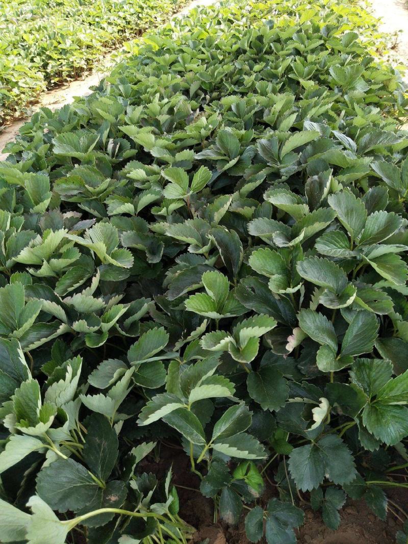 草莓苗红颜奶油四季草莓南北方室内室外阳台盆栽可食用