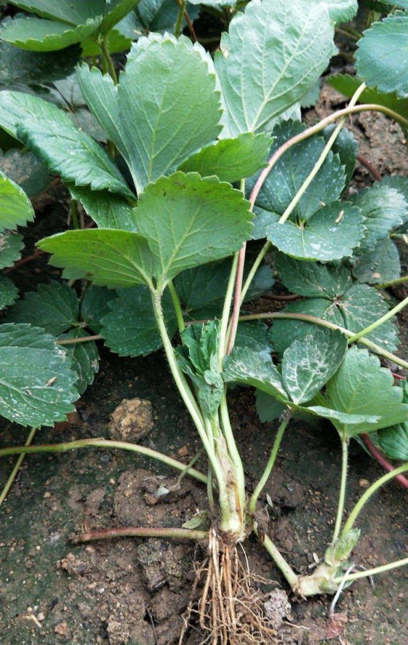 草莓苗红颜奶油四季草莓南北方室内室外阳台盆栽可食用