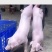【推荐】原种母猪品种齐全成活厂地直销
