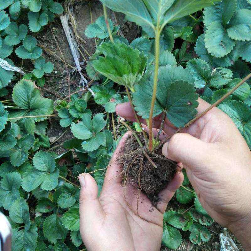 奶油草莓苗四季结果盆栽地栽南北方种植红颜章姬室内阳台