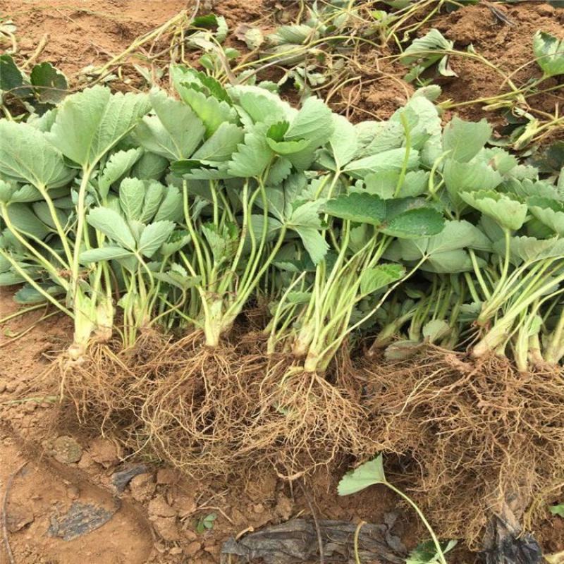 奶油草莓苗四季结果盆栽地栽南北方种植红颜章姬室内阳台