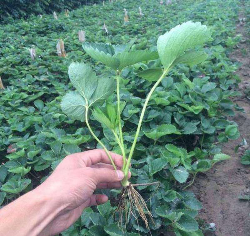 奶油草莓苗四季结果盆栽地栽南北方种植红颜章姬室内阳台