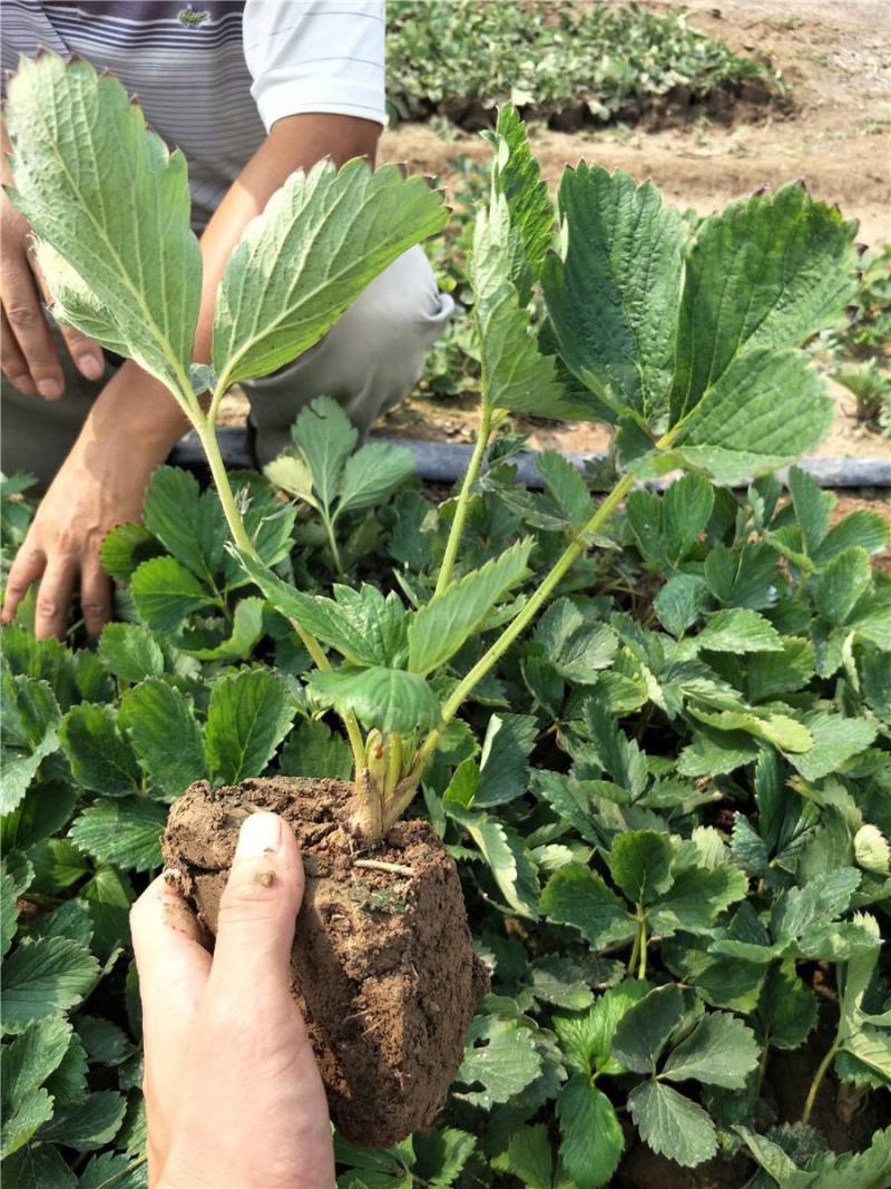 奶油草莓苗四季结果盆栽地栽南北方种植红颜章姬室内阳台