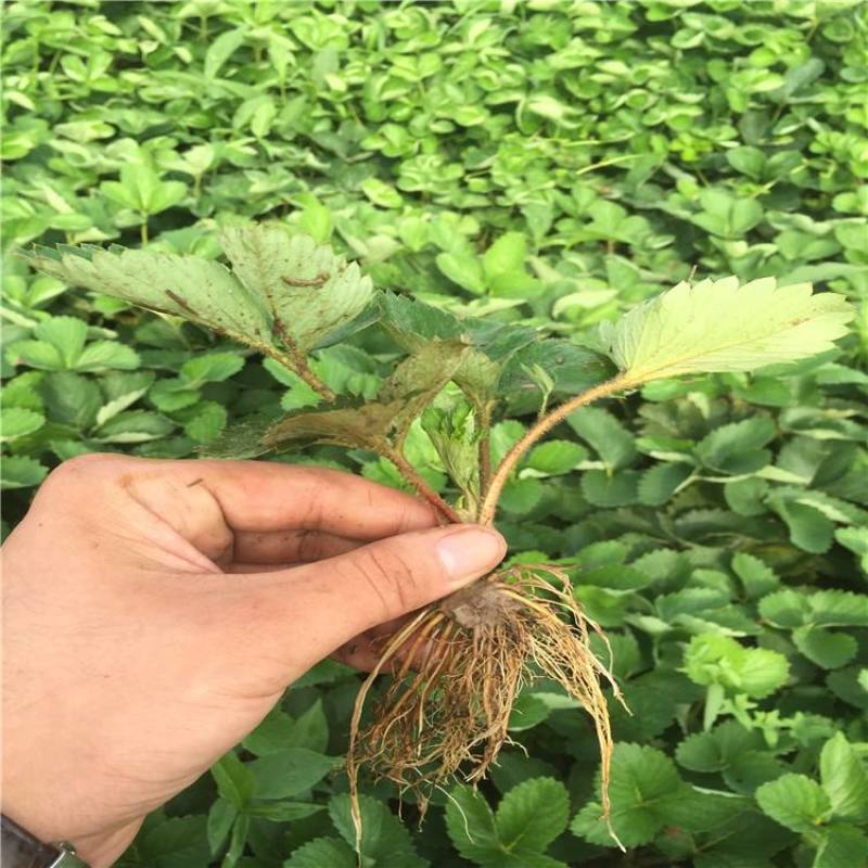 奶油草莓苗四季结果盆栽地栽南北方种植红颜章姬室内阳台