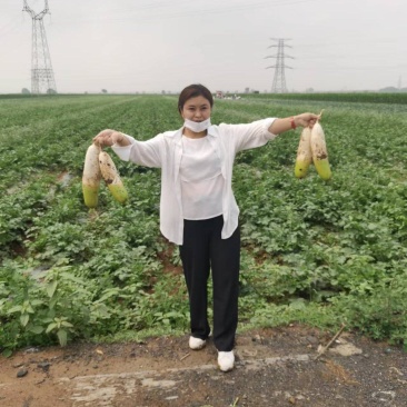 白菜