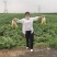 白菜
