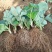 日本章姬草莓苗室内阳台盆栽水果苗南方北方四季种植当年