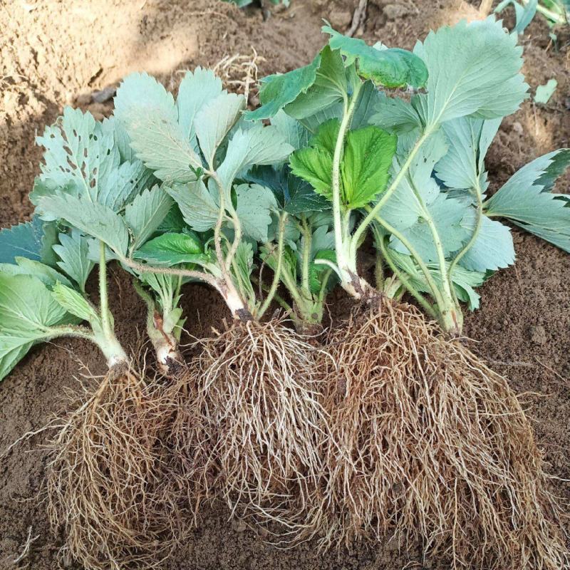 日本章姬草莓苗室内阳台盆栽水果苗南方北方四季种植当年