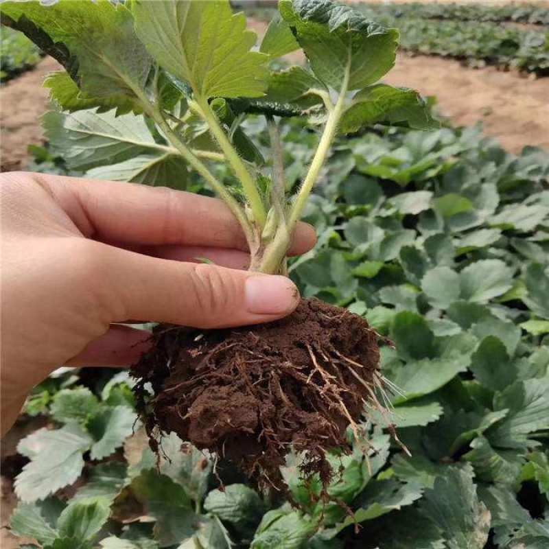 日本章姬草莓苗室内阳台盆栽水果苗南方北方四季种植当年