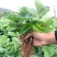 日本章姬草莓苗室内阳台盆栽水果苗南方北方四季种植当年