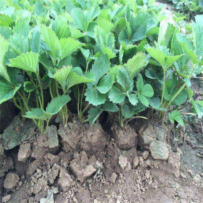 日本章姬草莓苗室内阳台盆栽水果苗南方北方四季种植当年