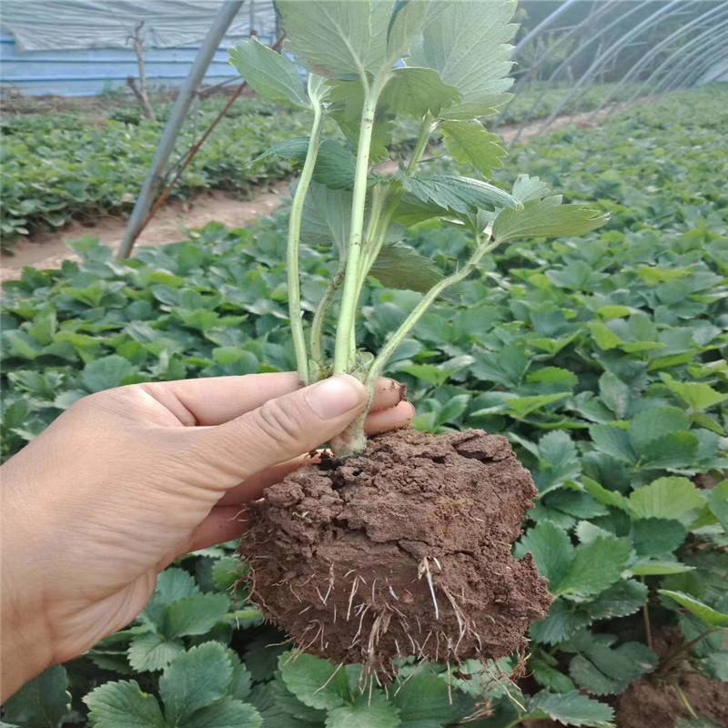 日本章姬草莓苗室内阳台盆栽水果苗南方北方四季种植当年