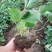 日本章姬草莓苗室内阳台盆栽水果苗南方北方四季种植当年