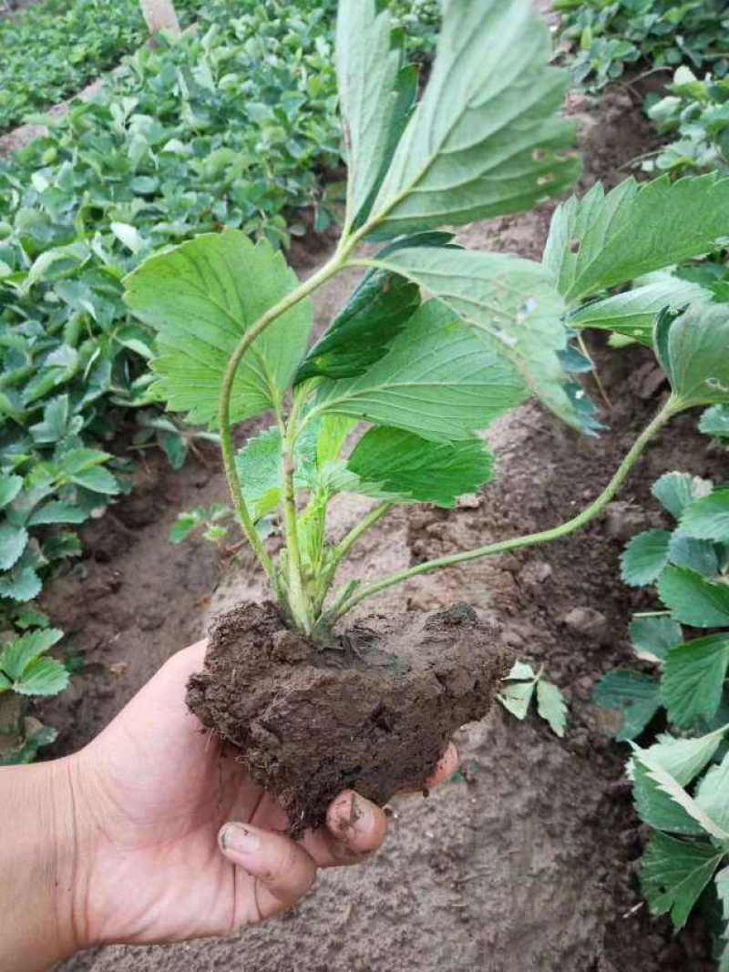 日本章姬草莓苗室内阳台盆栽水果苗南方北方四季种植当年