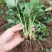 日本章姬草莓苗室内阳台盆栽水果苗南方北方四季种植当年