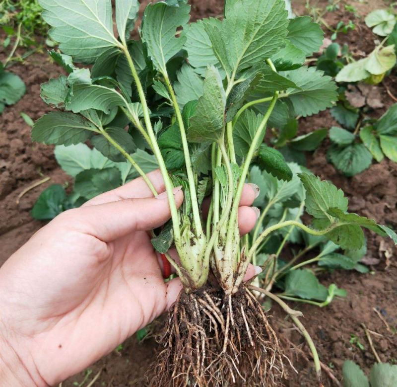 日本章姬草莓苗室内阳台盆栽水果苗南方北方四季种植当年