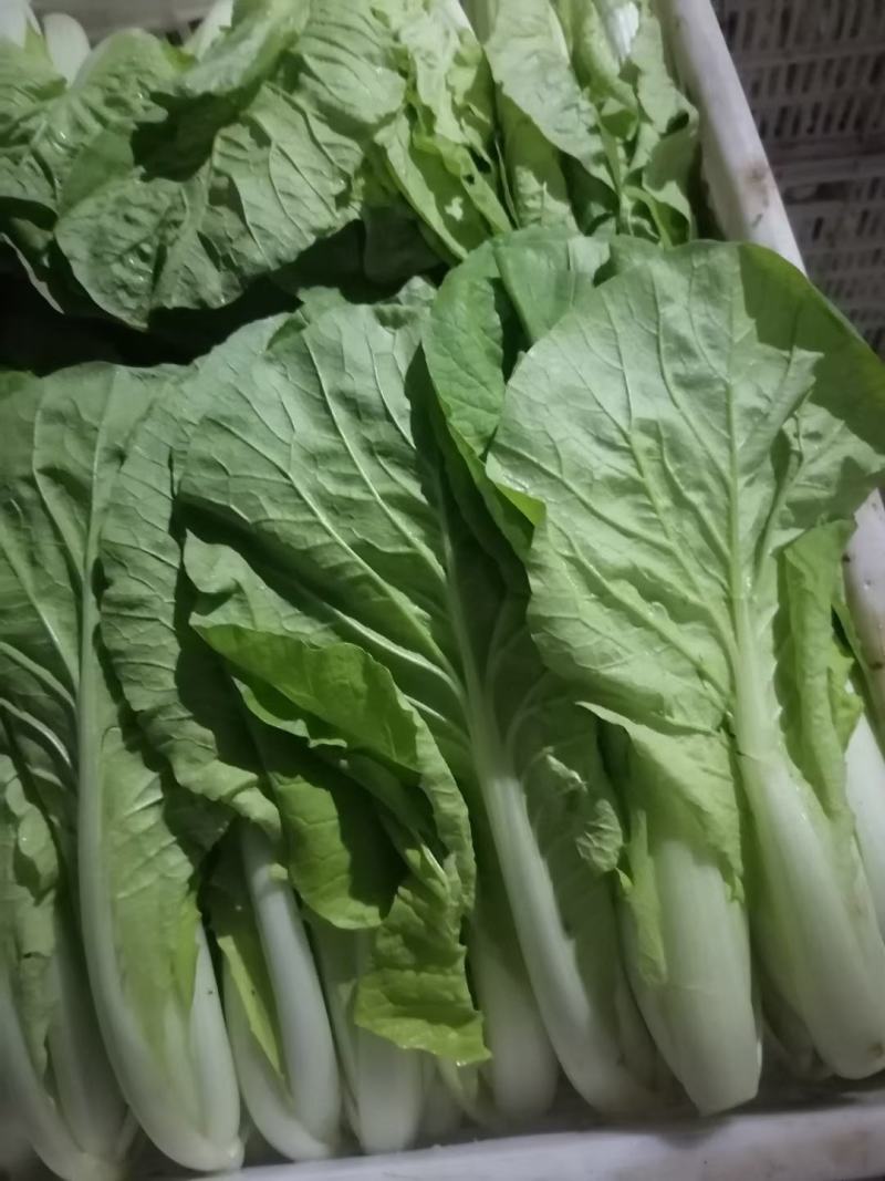 精品小白菜大量供货，长期有货，质量很好，欢迎老板订购