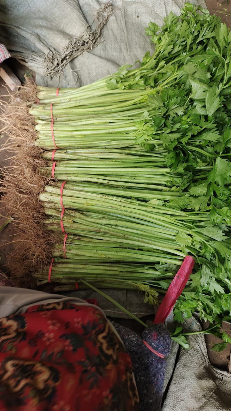 香芹大量上市，价格便宜，质量很好，长年有货