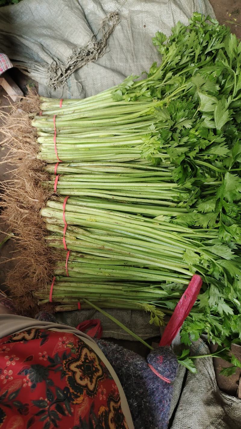香芹大量上市，价格便宜，质量很好，长年有货