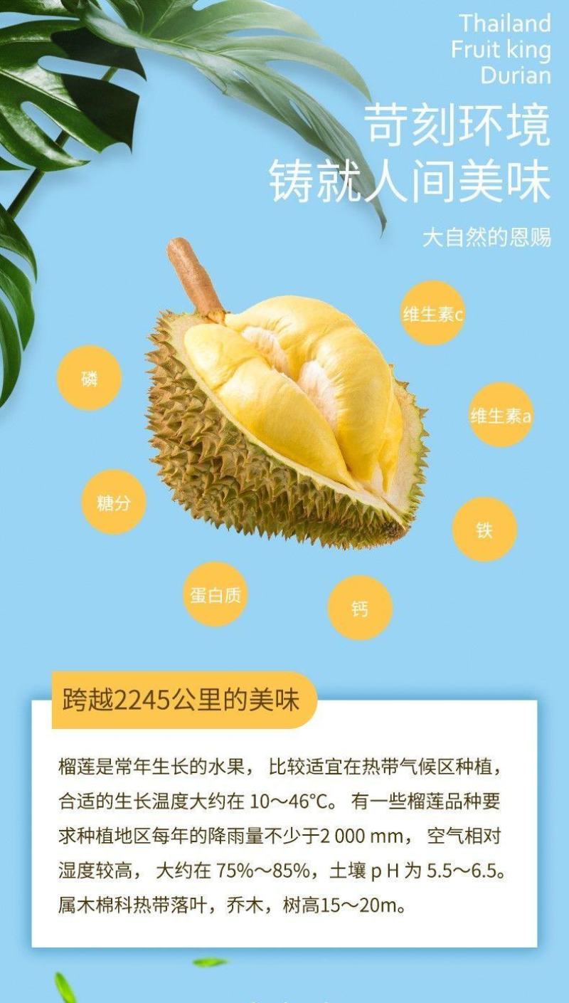 金枕头榴莲肉800克/袋