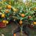 金桔树盆栽四季橘子树盆景室内外阳台四季常青植物观赏带果挂