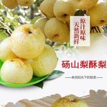 安徽砀山酥梨，一级超甜