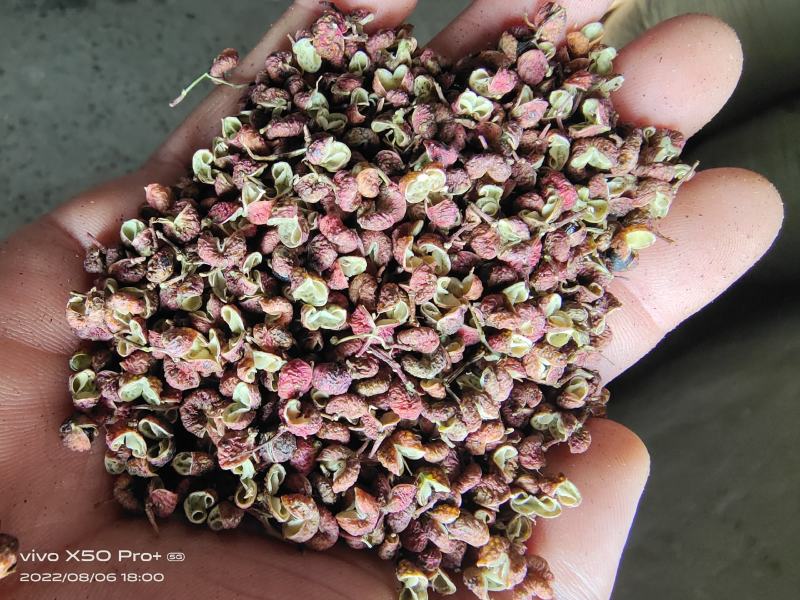 大红袍花椒，干花椒，本品种又名八月炸，味道又香又麻。
