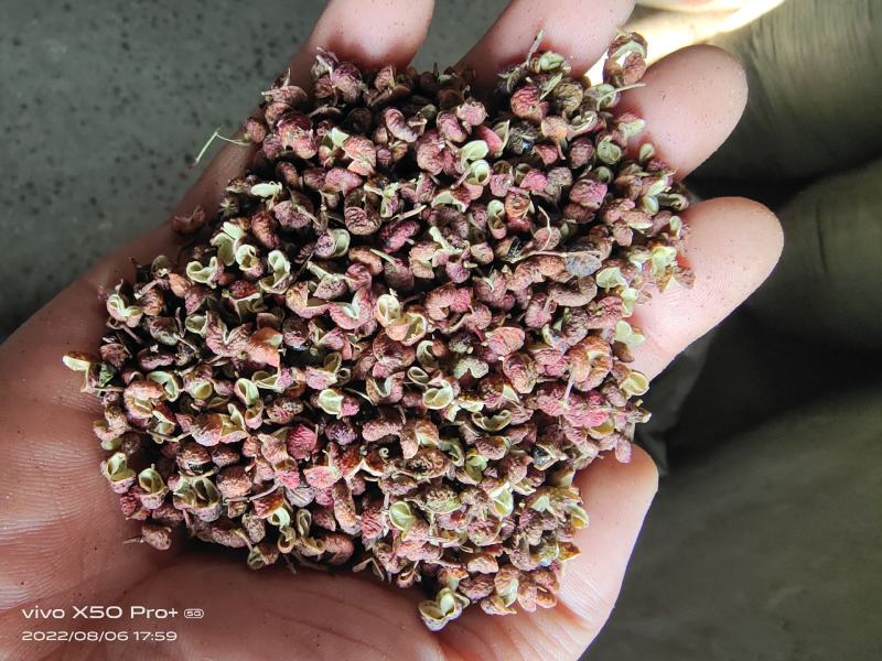 大红袍花椒，干花椒，本品种又名八月炸，味道又香又麻。