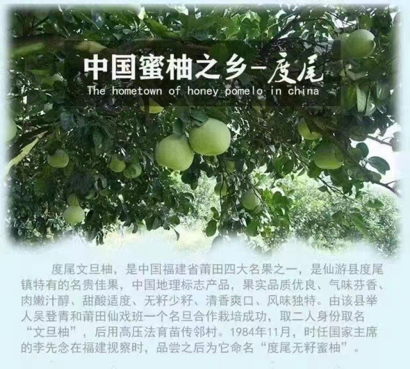 度尾红心文旦柚皮薄肉厚
