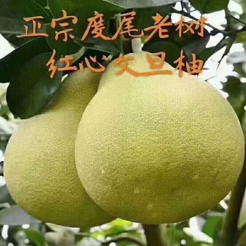 度尾红心文旦柚皮薄肉厚