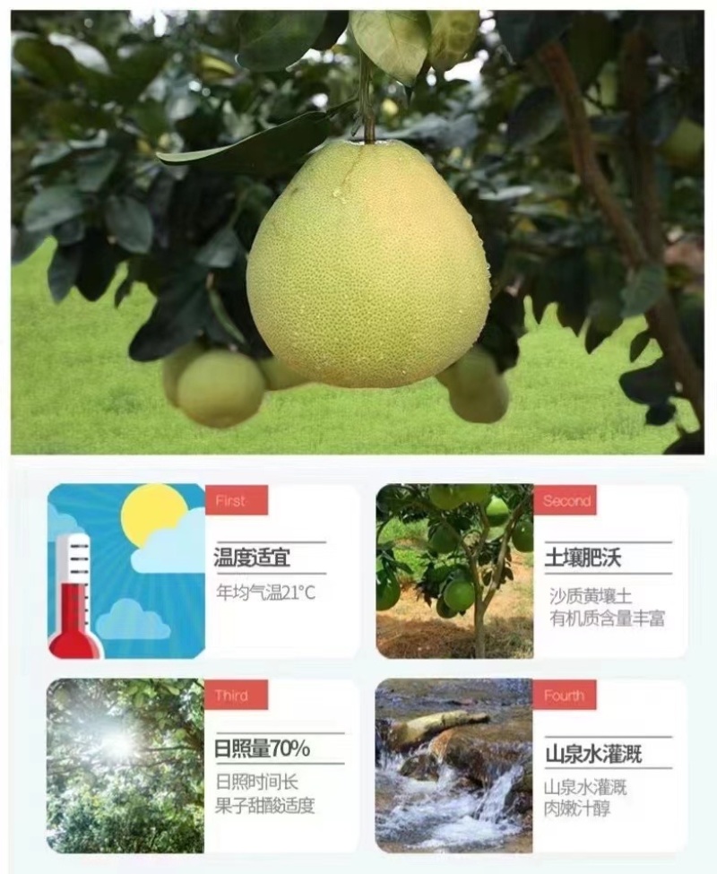 度尾红心文旦柚皮薄肉厚