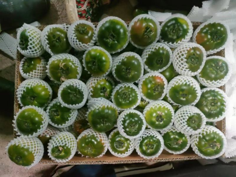 草莓柿子铁皮西红柿产地直供现摘现发诚信经营对接市场电商
