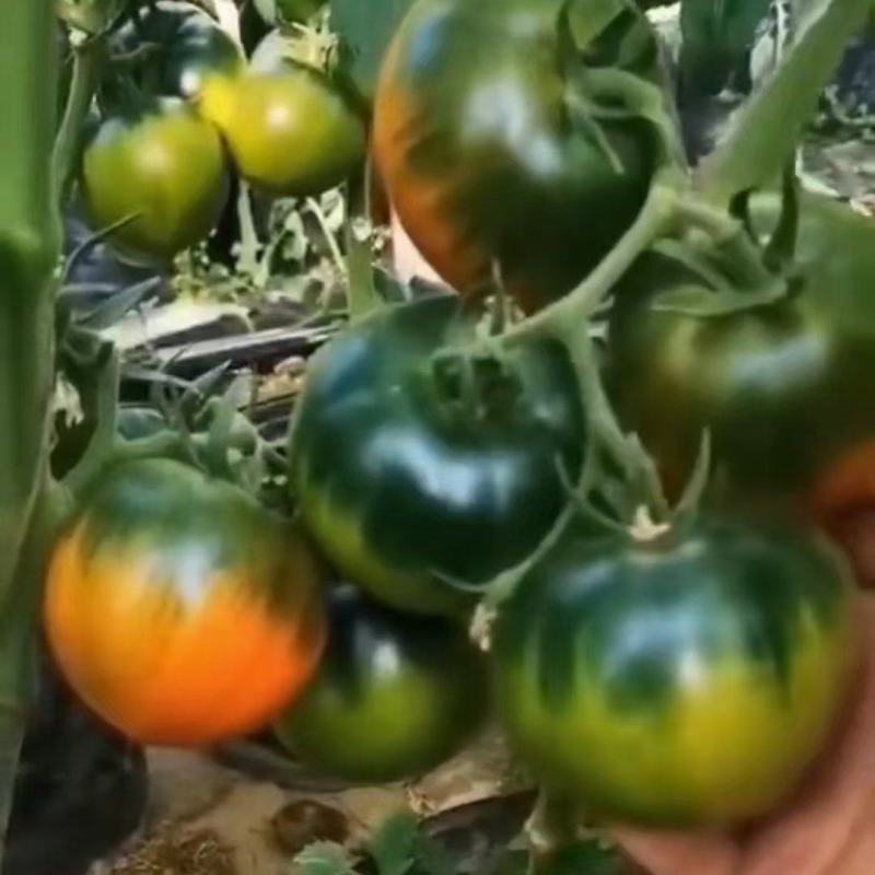 草莓柿子铁皮西红柿产地直供现摘现发诚信经营对接市场电商