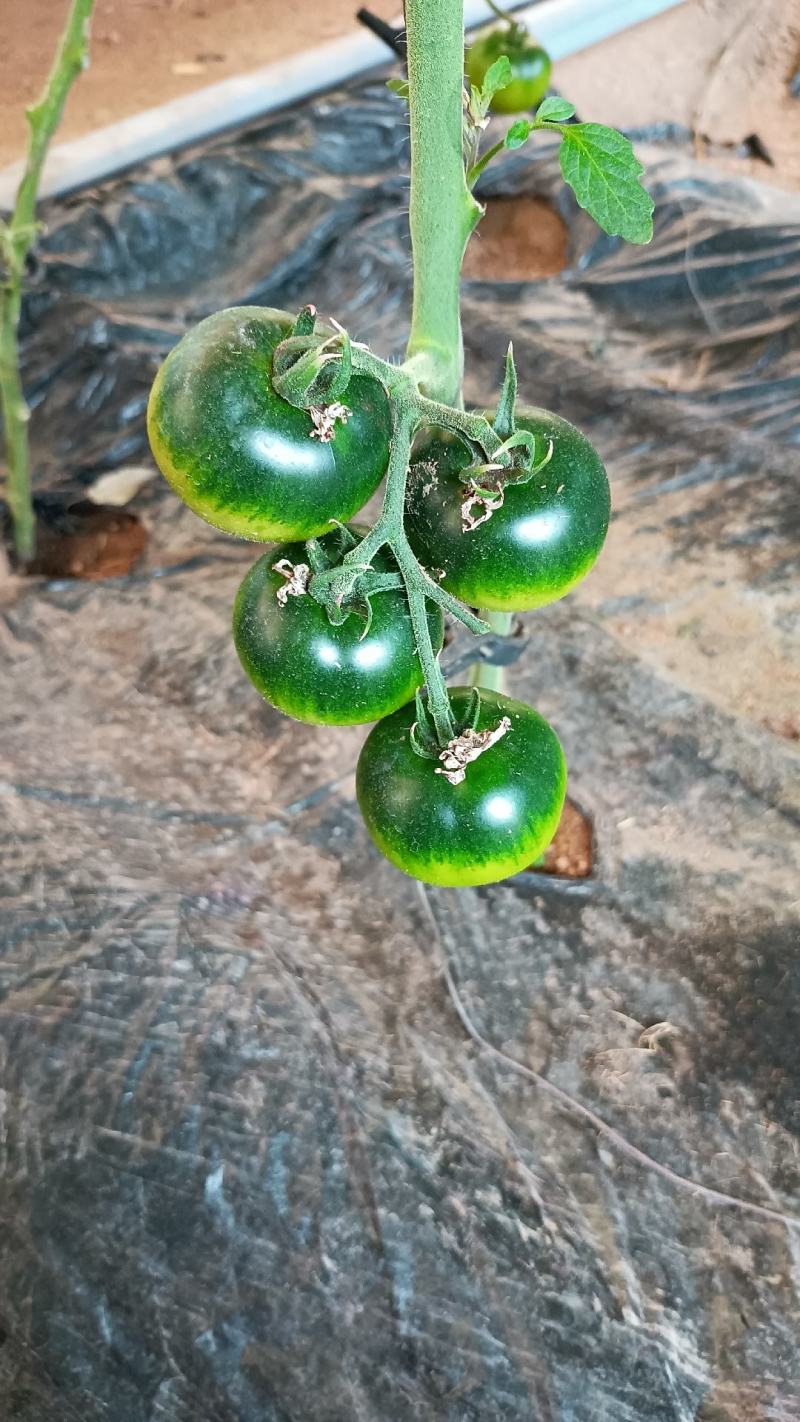 草莓柿子铁皮西红柿产地直供现摘现发诚信经营对接市场电商
