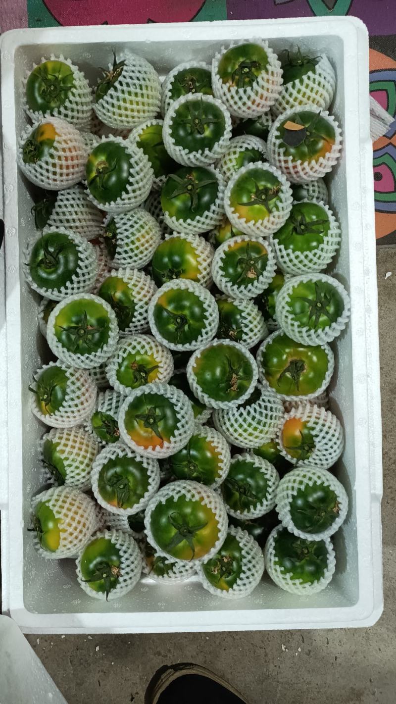 草莓柿子铁皮西红柿产地直供现摘现发诚信经营对接市场电商