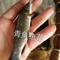 青鱼苗(螺丝青)黑鲩