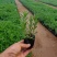 薰衣草花苗庭院植物阳台花卉多年生耐寒耐热香草盆栽