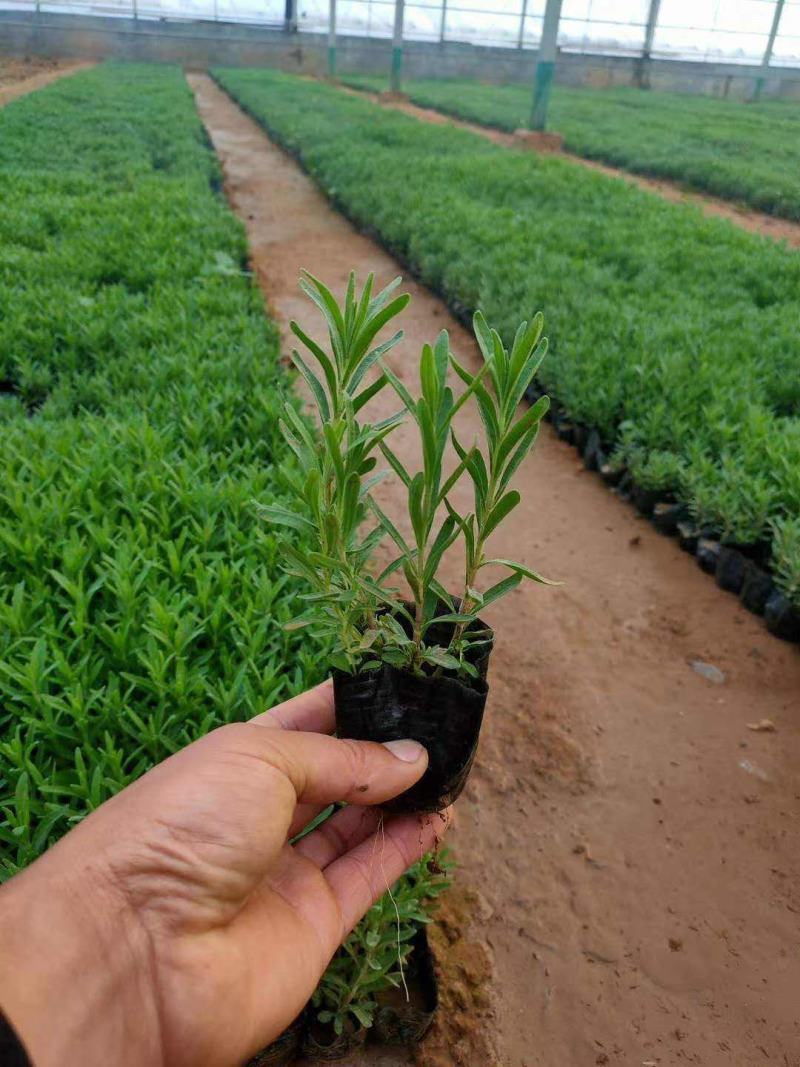 薰衣草花苗庭院植物阳台花卉多年生耐寒耐热香草盆栽