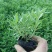 薰衣草花苗庭院植物阳台花卉多年生耐寒耐热香草盆栽