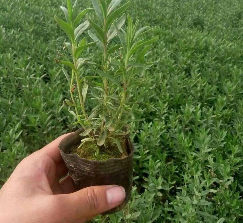 薰衣草花苗庭院植物阳台花卉多年生耐寒耐热香草盆栽