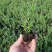 薰衣草花苗庭院植物阳台花卉多年生耐寒耐热香草盆栽