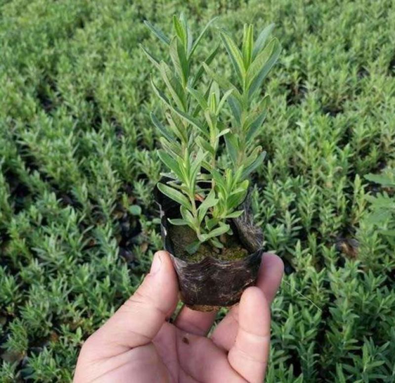 薰衣草花苗庭院植物阳台花卉多年生耐寒耐热香草盆栽