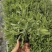 薰衣草花苗庭院植物阳台花卉多年生耐寒耐热香草盆栽