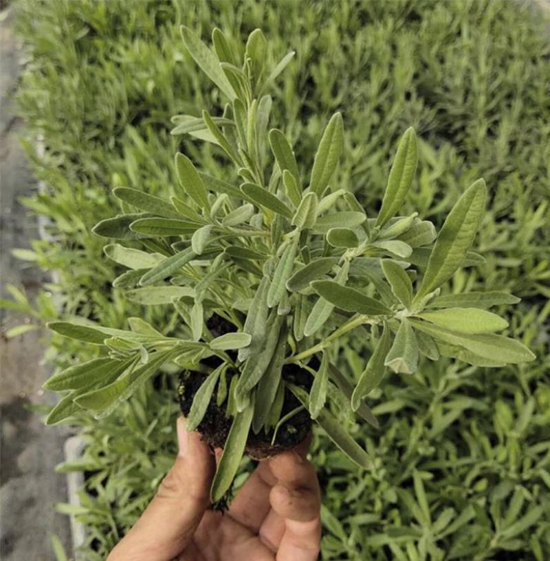 薰衣草花苗庭院植物阳台花卉多年生耐寒耐热香草盆栽