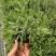 薰衣草花苗庭院植物阳台花卉多年生耐寒耐热香草盆栽