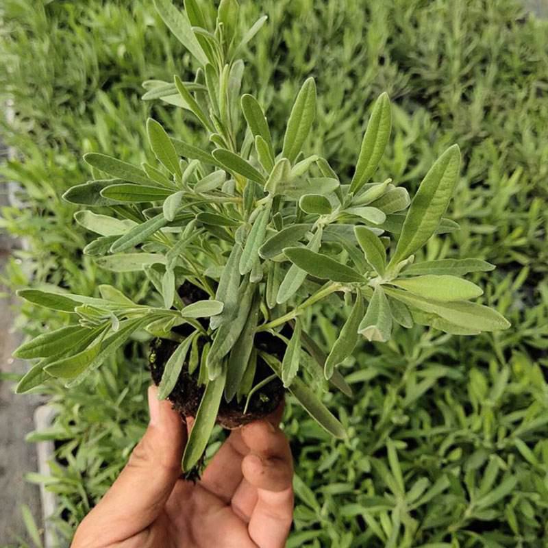 薰衣草花苗庭院植物阳台花卉多年生耐寒耐热香草盆栽