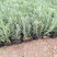 薰衣草花苗庭院植物阳台花卉多年生耐寒耐热香草盆栽